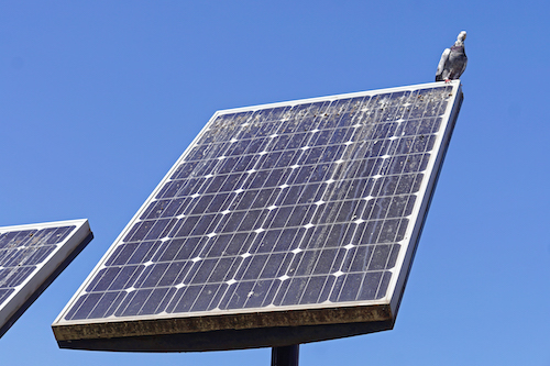 Bird proofing solar panel